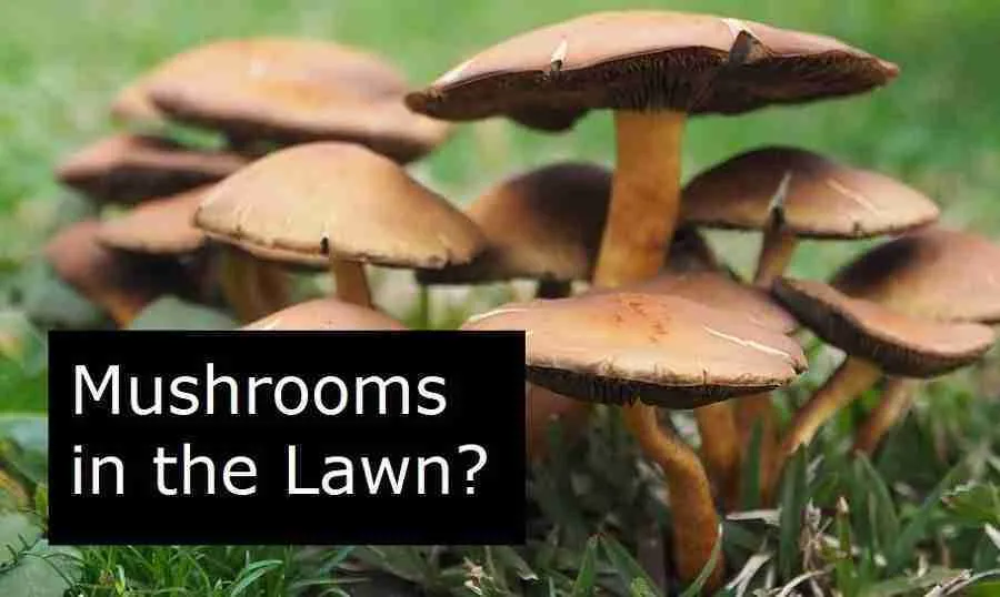 How to get rid of mushrooms in the lawn for good