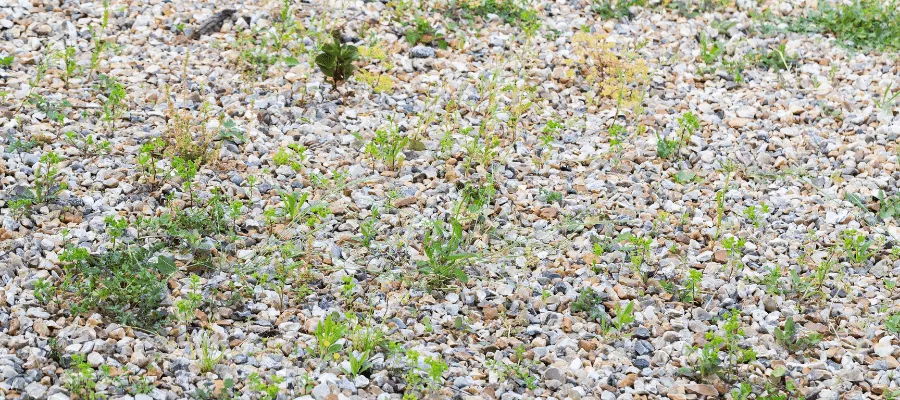 Gravel with lots of weeds in it
