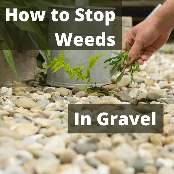 How to stop weeds in gravel