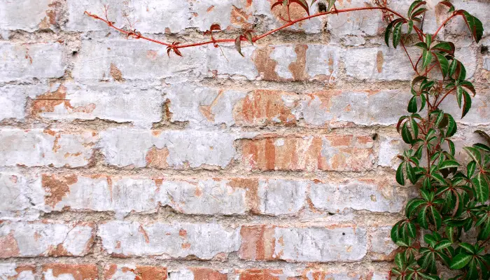 Climbing plants on a wall