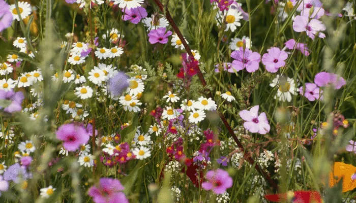 Wild flower garden