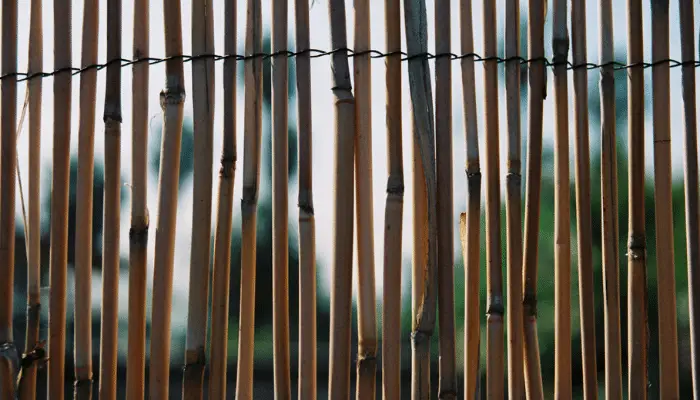 Bamboo fencing or screening