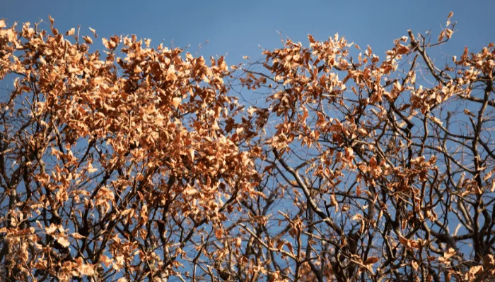 Hedge in winter with leaves dead and falling off.