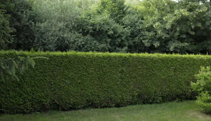 Large green hedge