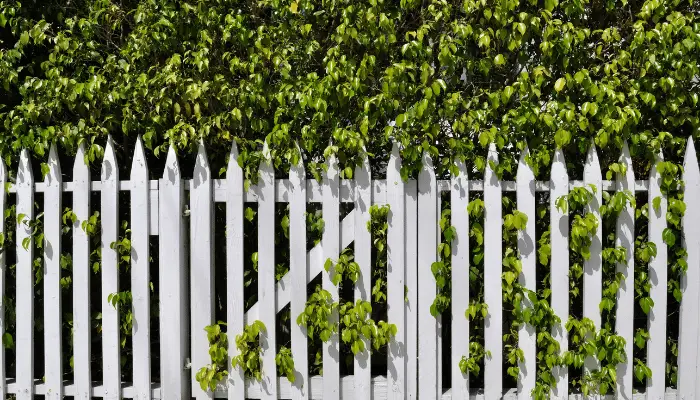 Hedges need trimming and fences need staining. Unless you go for a composite fence there is maintenance involved with either choice.