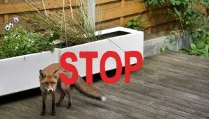 fox in garden stop