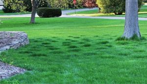 lumpy lawn and tree