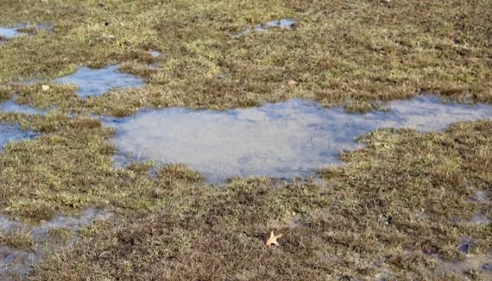 poorly drained grass
