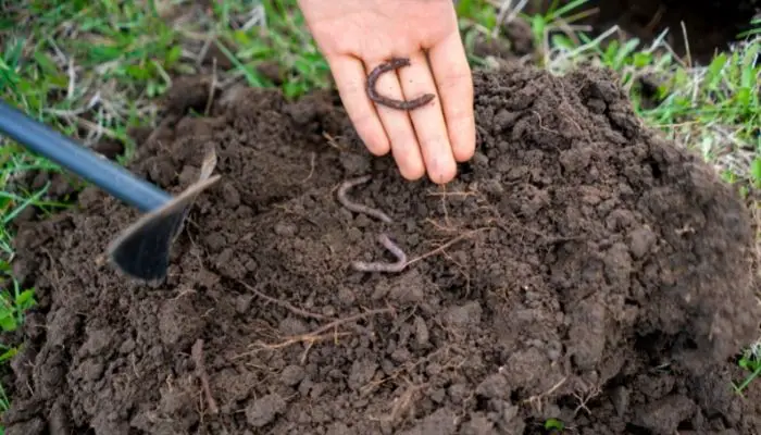 worms in soil 