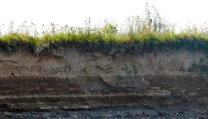 soil thatch layers with grass