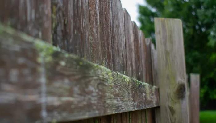 algae on fence