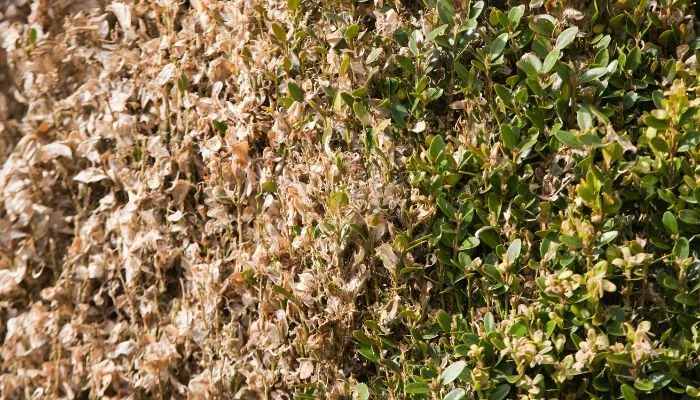 box blight