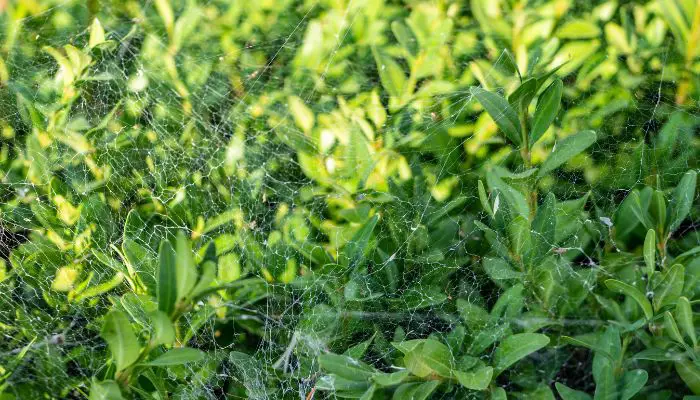 spider mite on hedge