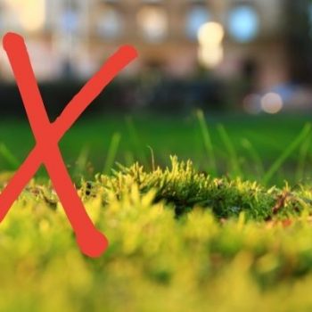 moss in grass with red x