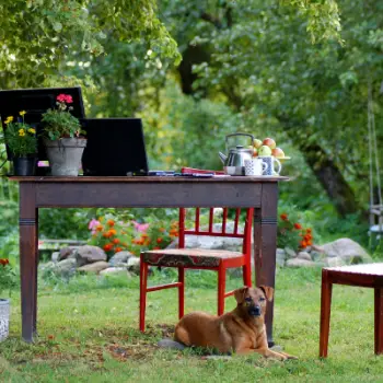 desk setup in garden