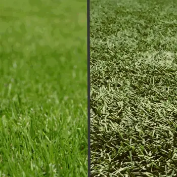 Artificial grass vs real grass