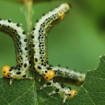 Caterpillars are common garden pests