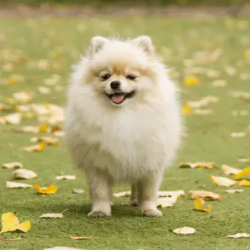 Cute dog on artificial grass